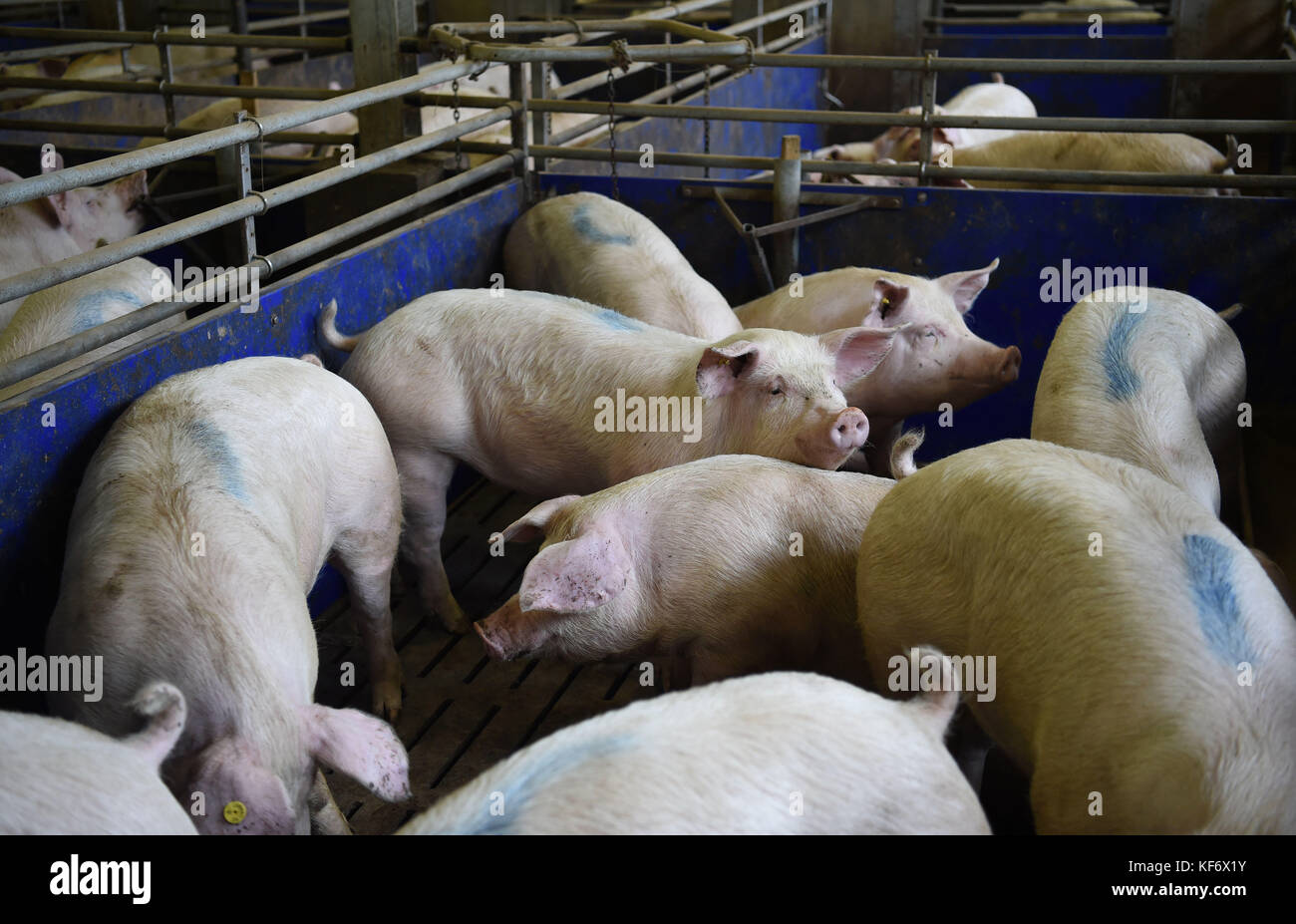 Pigs on a farm seen at an agricultural discussion event in Löningen, Germany, 26 October 2017. Photo: Carmen Jaspersen/dpa Stock Photo