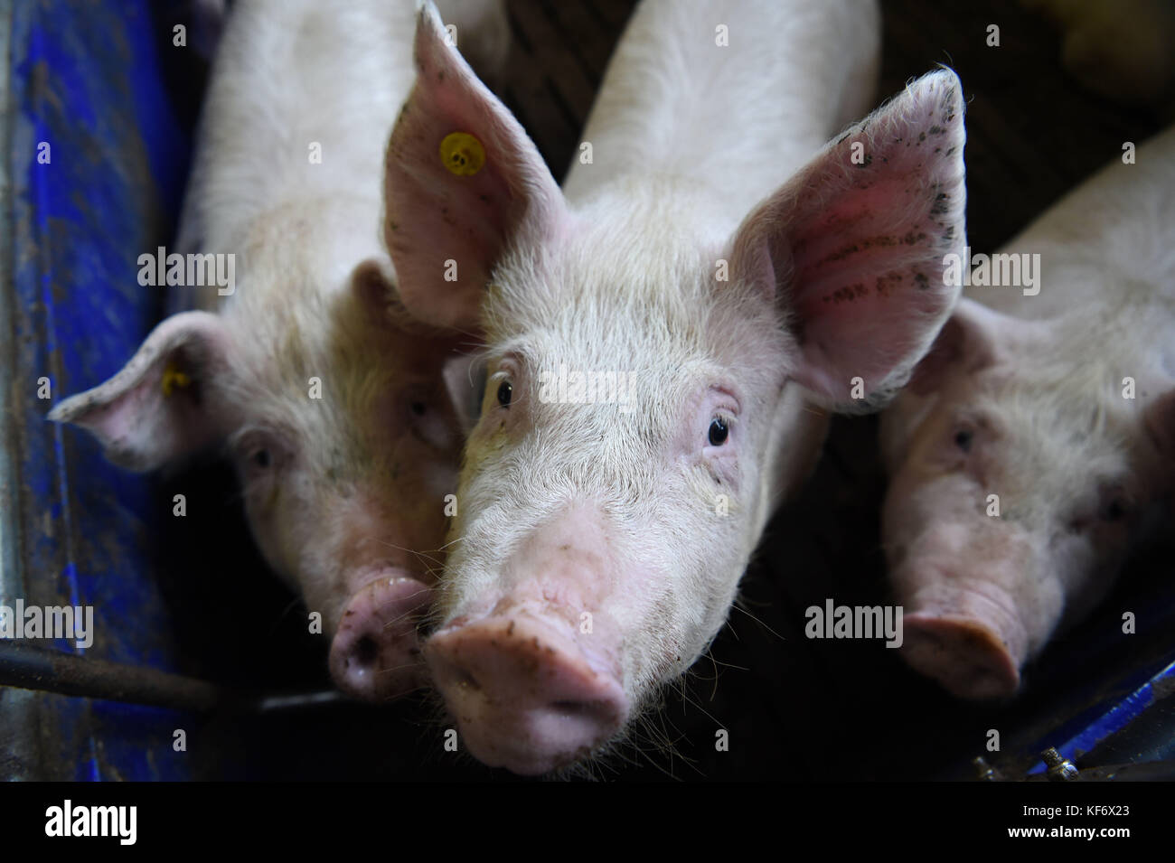 Pigs on a farm seen at an agricultural discussion event in Löningen, Germany, 26 October 2017. Photo: Carmen Jaspersen/dpa Stock Photo