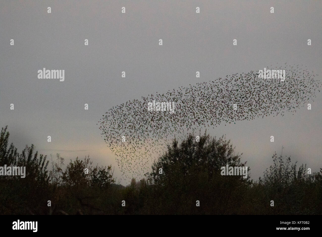 Large groups of starlings hires stock photography and images Alamy