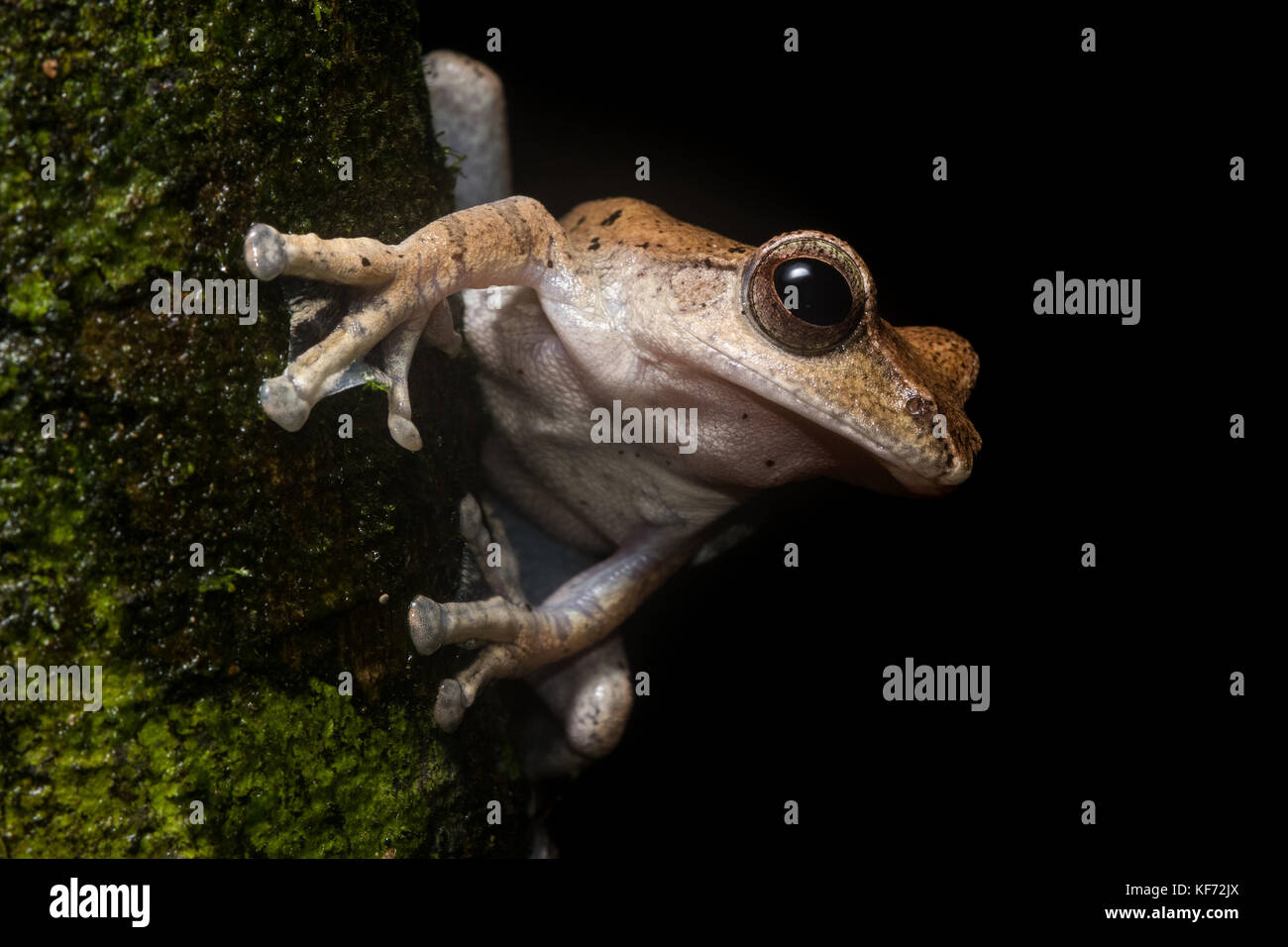A brown tree frog (Rhacophorus harrissoni) on a branch in a borean jungle. Stock Photo