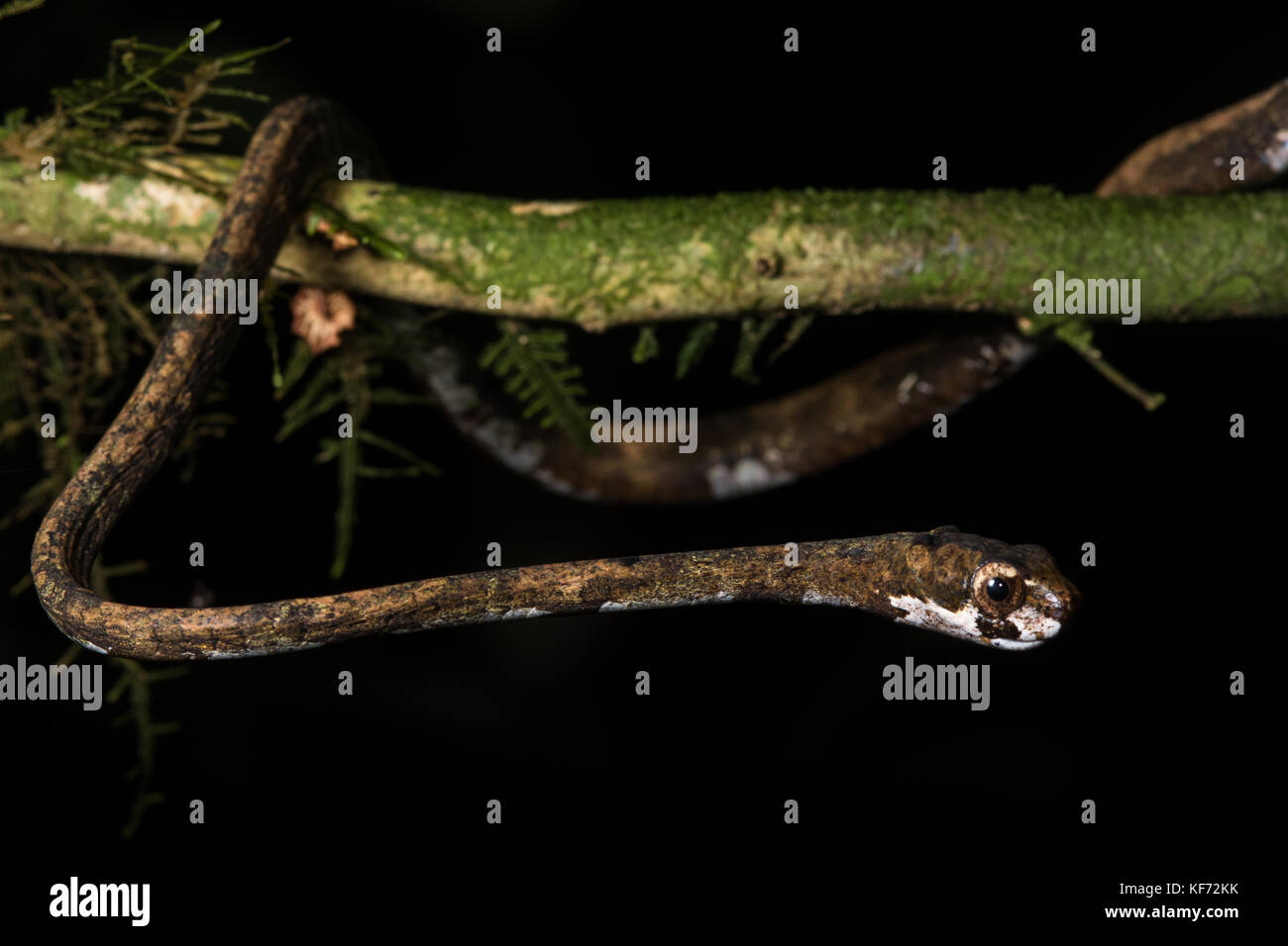 A blunthead tree snake (Aplopeltura boa) from Borneo Stock Photo - Alamy