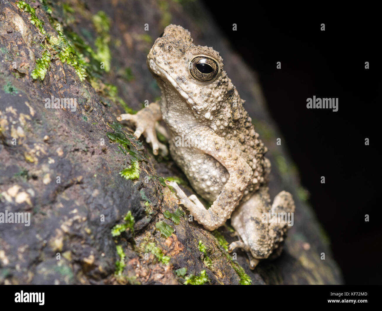 A juvenile river toad (Phrynoidis asper) from Borneo. Stock Photo