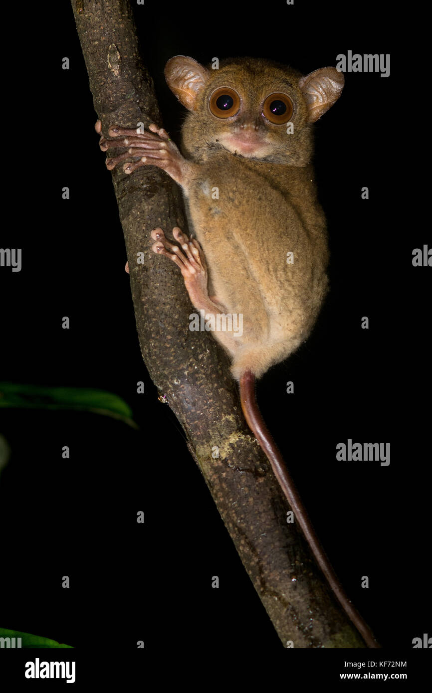 A horsefield's tarsier is a small arboreal primate that only comes out at night when it hunts insects and other small animals to eat. Stock Photo