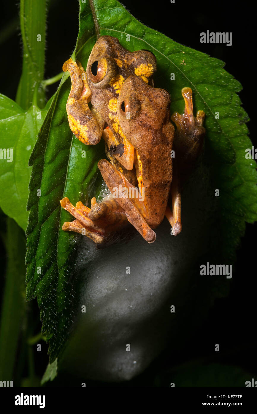 A pair of Harlequin flying frogs (Rhacophorus pardalis) breeding, they deposit their eggs in the foam nest. The tadpoles will drop down into water. Stock Photo