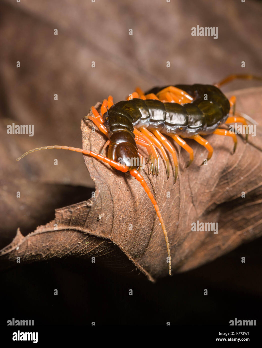 A large tropical centipede in ambush position on a leaf waiting for some prey to venture nearby. Stock Photo