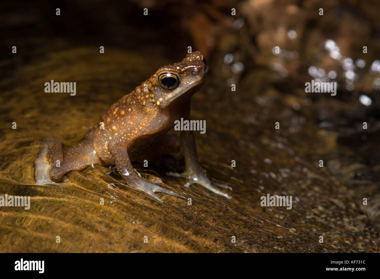Ansonia is a genus of slender toads which are often found in and around tropical streams in Asia. Stock Photo