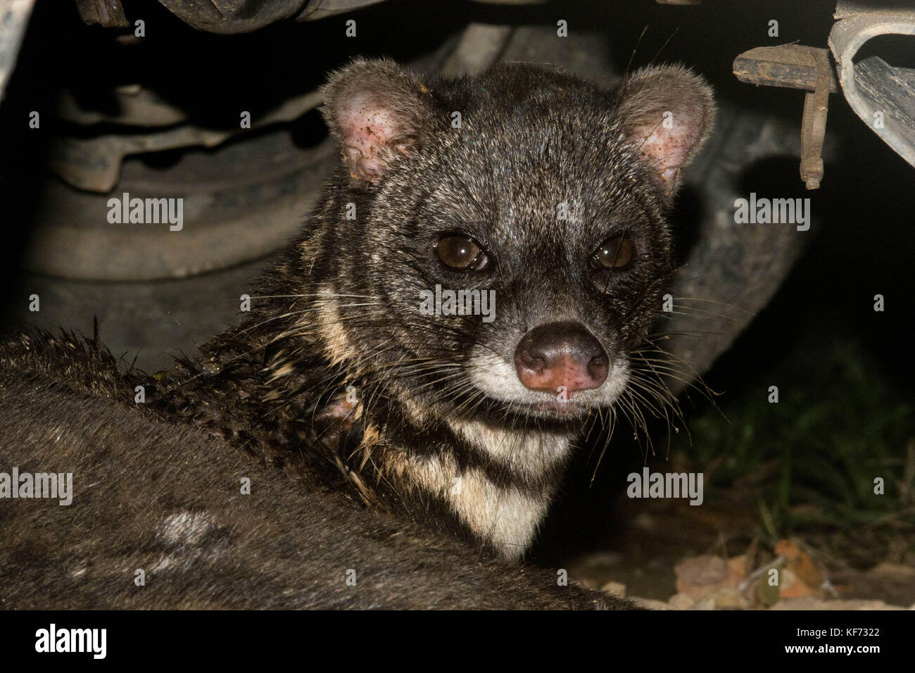 A malayan civet hiding underneath a car in Borneo. Stock Photo