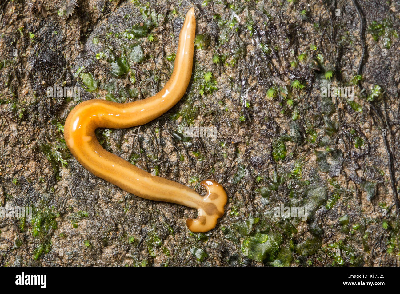 A terrestrial planarian also called a flatheaded or hammerhead worm. They don't look like it but they're actually capable predators. Stock Photo