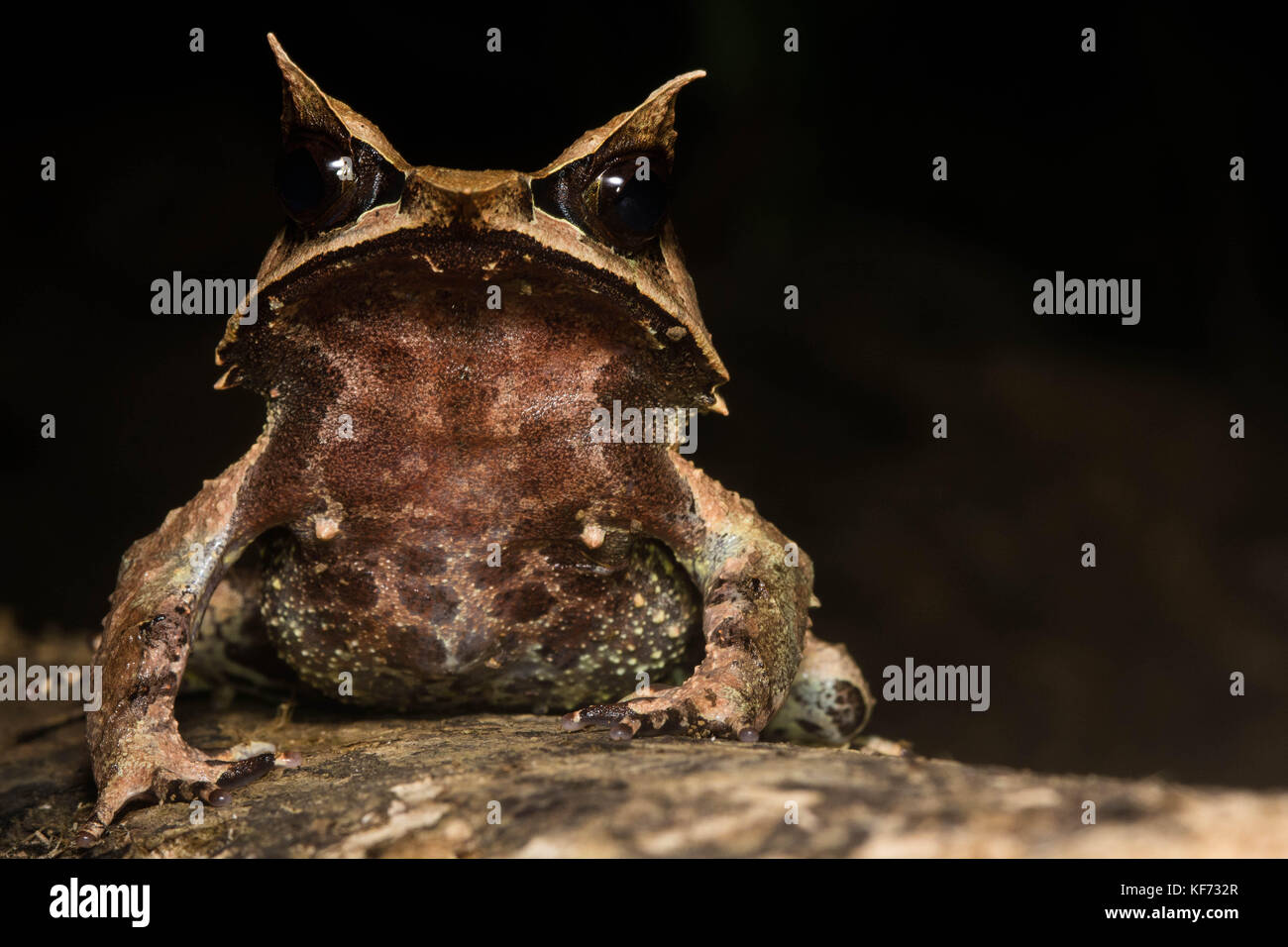 A portrait of a long-nosed horned frog (Megophrys nasuta) from the Bornean jungle. Stock Photo
