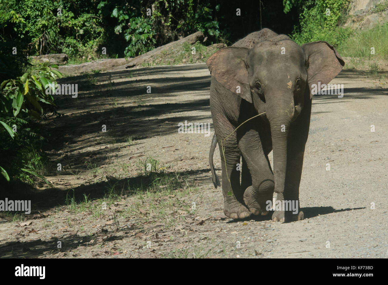 A young Bornean pygmy elephant, endemic to Borneo, runs on a road passing through the forest. Stock Photo