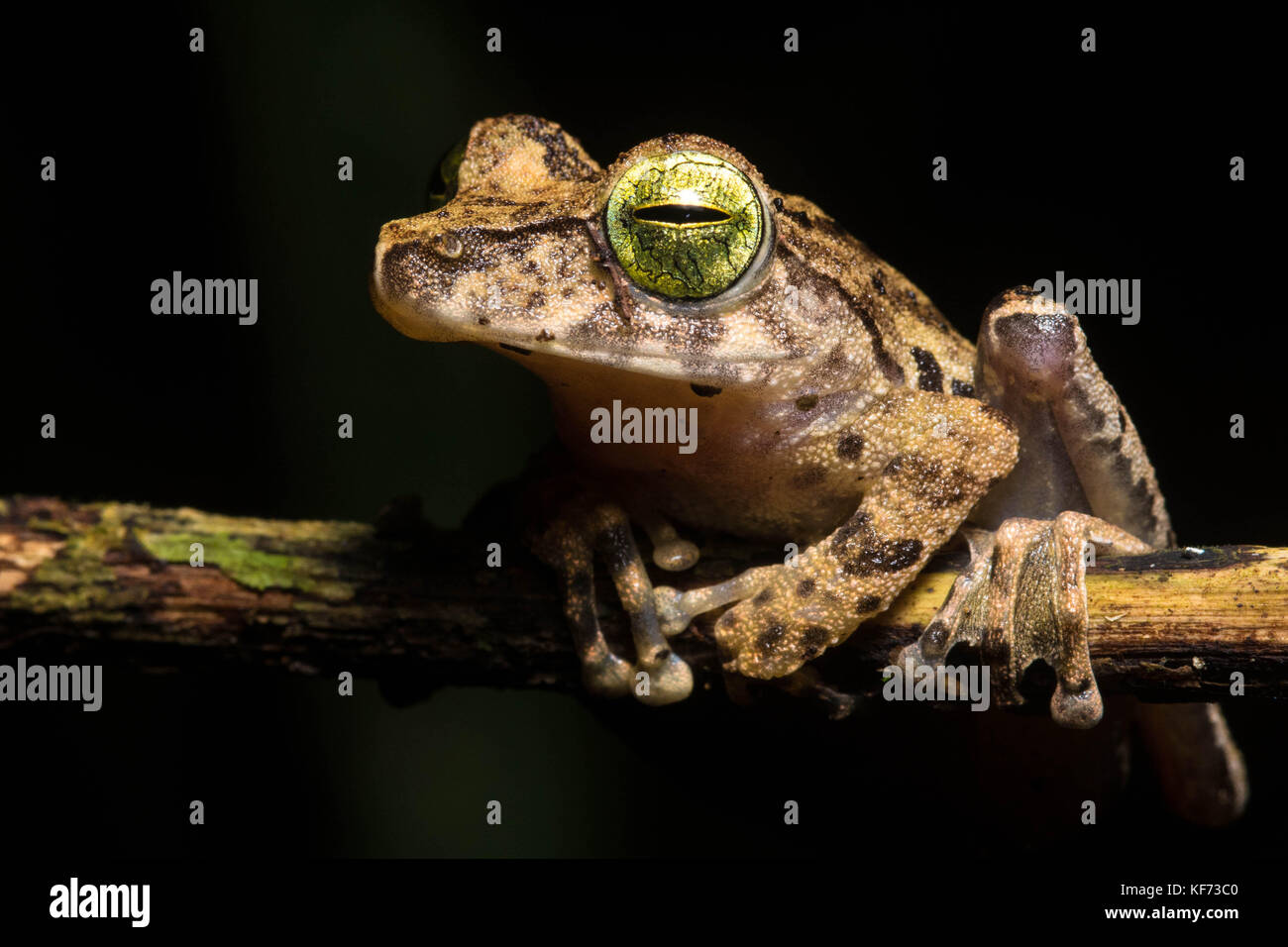 A Borneo bubble nest frog (Philautus hosii) a species only found in the jungles of Borneo. Stock Photo