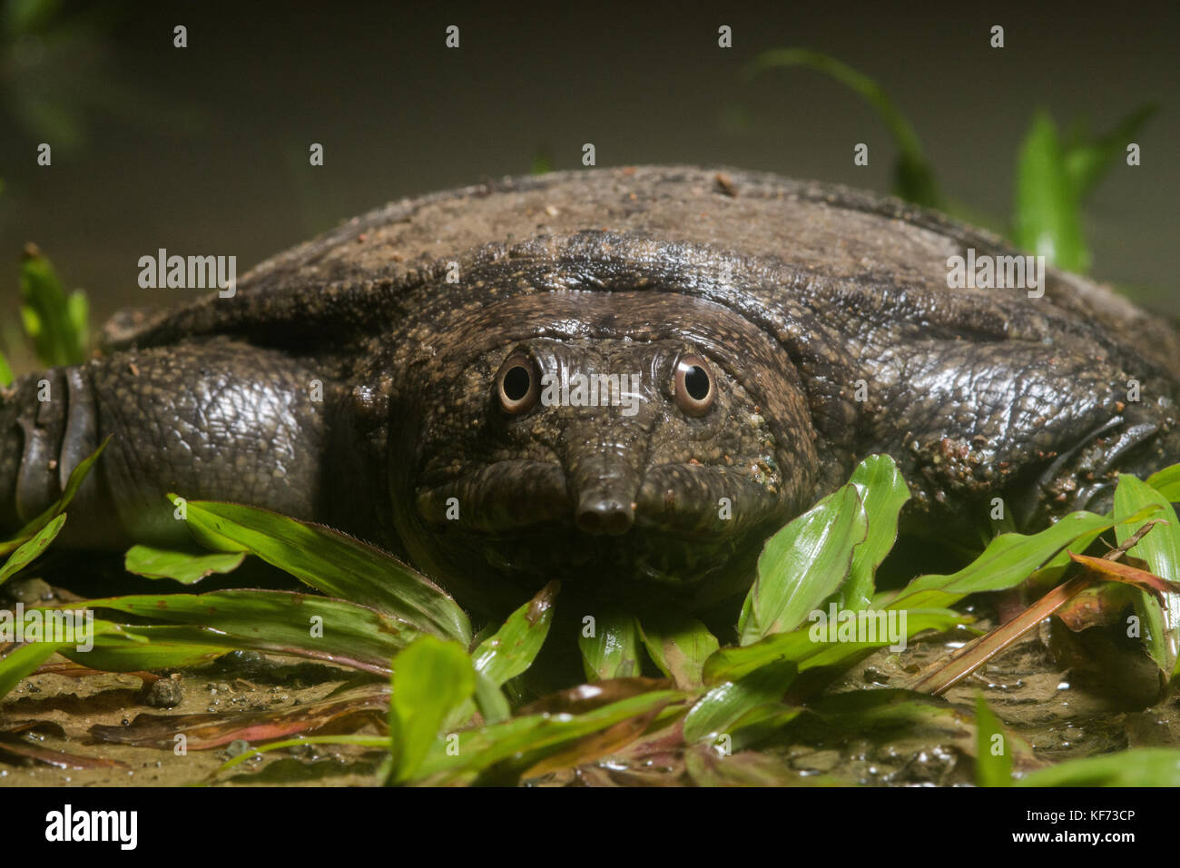 A Malayan softshell turtle is vulnerable to predators on land but in the water it can move with