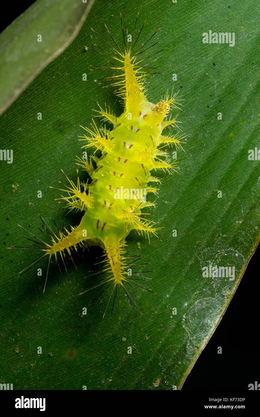 Caterpillar malaysia hires stock photography and images Alamy