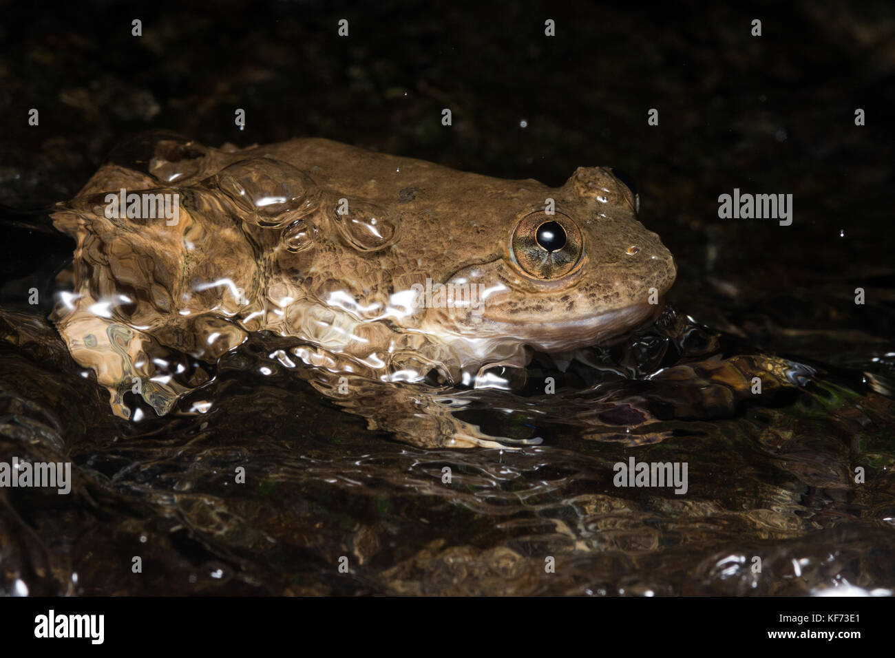 A Limnonectes species frog sits a stream as water flows past it. Stock Photo
