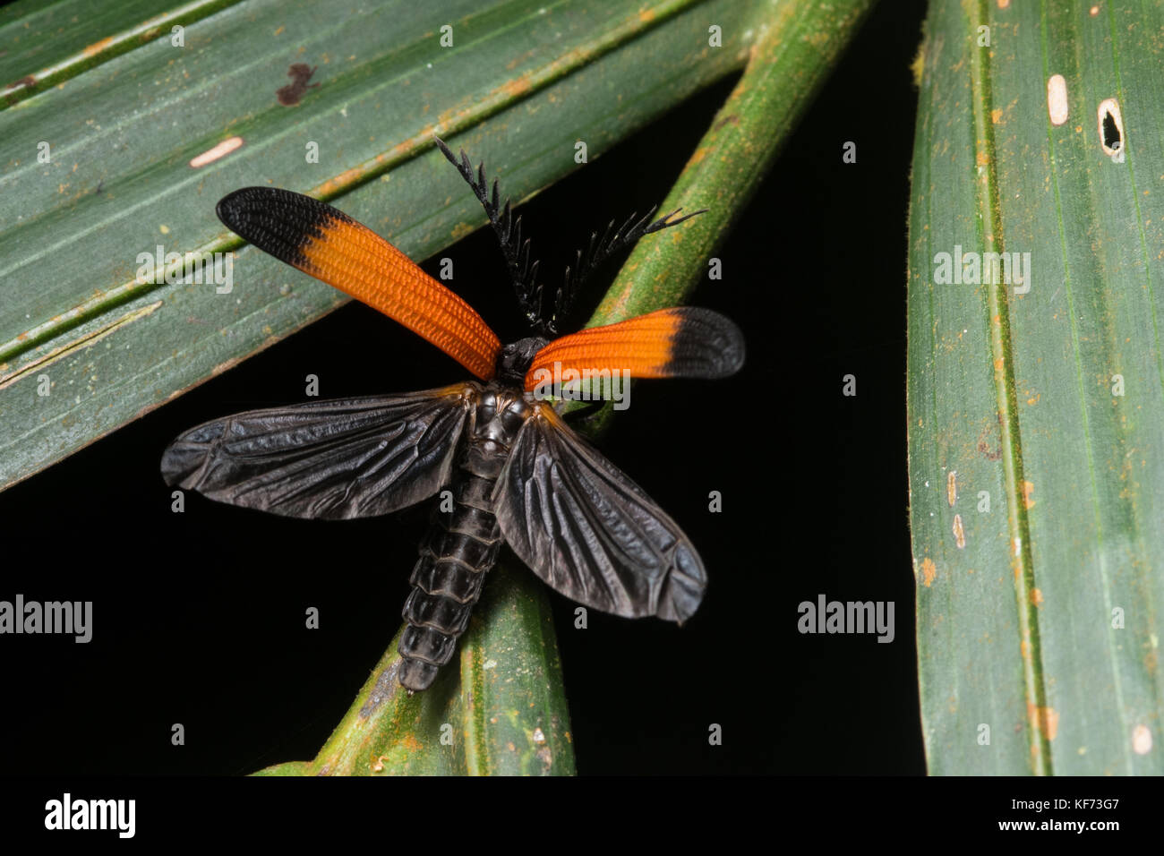 A net winged beetle photographed at the exact moment it opened its wings to take flight. Stock Photo