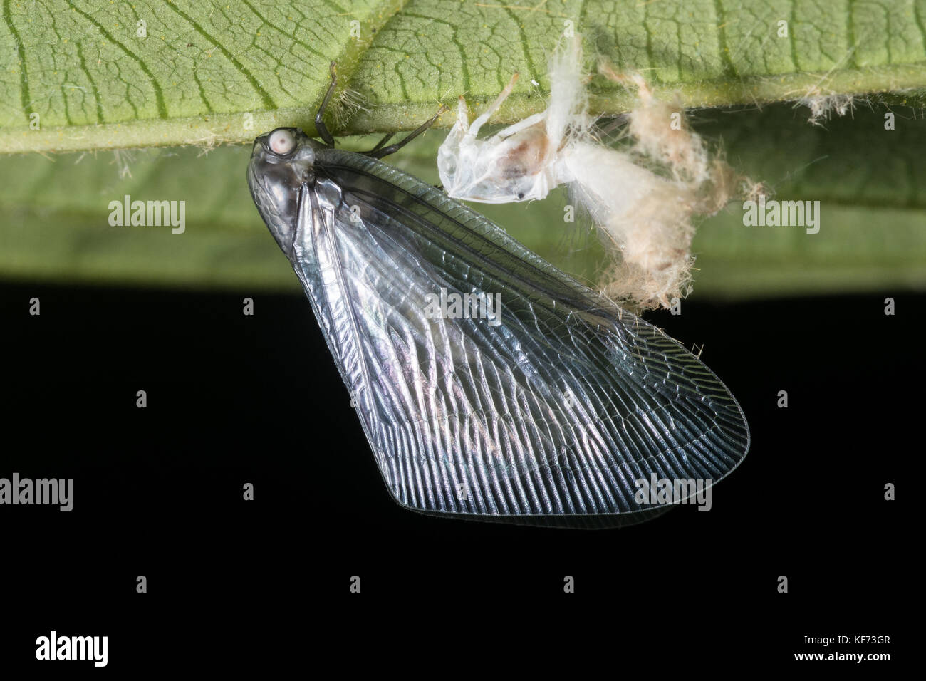 A leafhopper that has recently metamorphosed to its adult stage. Stock Photo