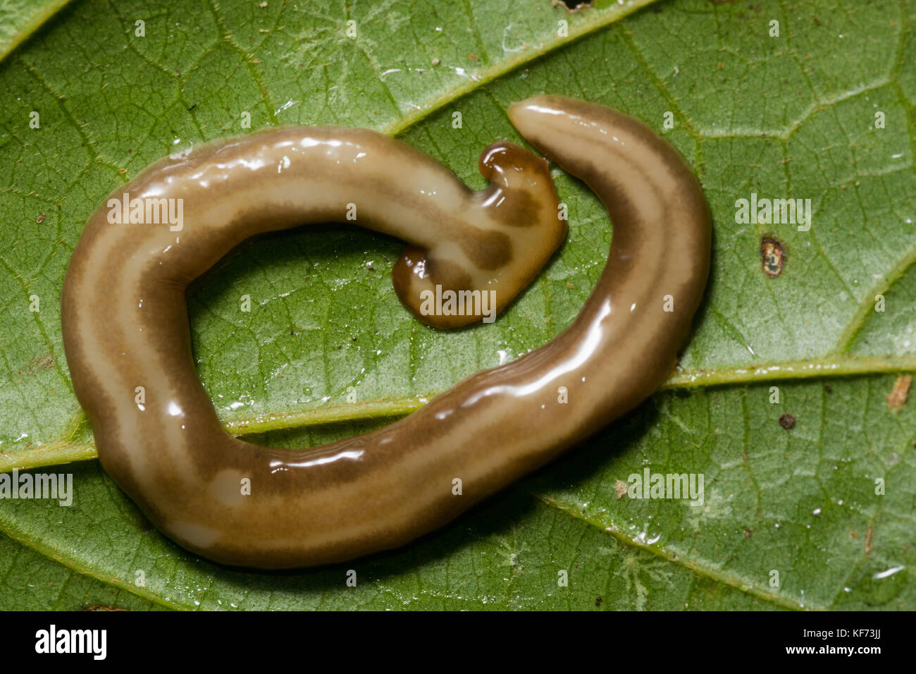 A terrestrial planarian also called a flatheaded or hammerhead worm. They don't look like it but they're actually capable predators. Stock Photo