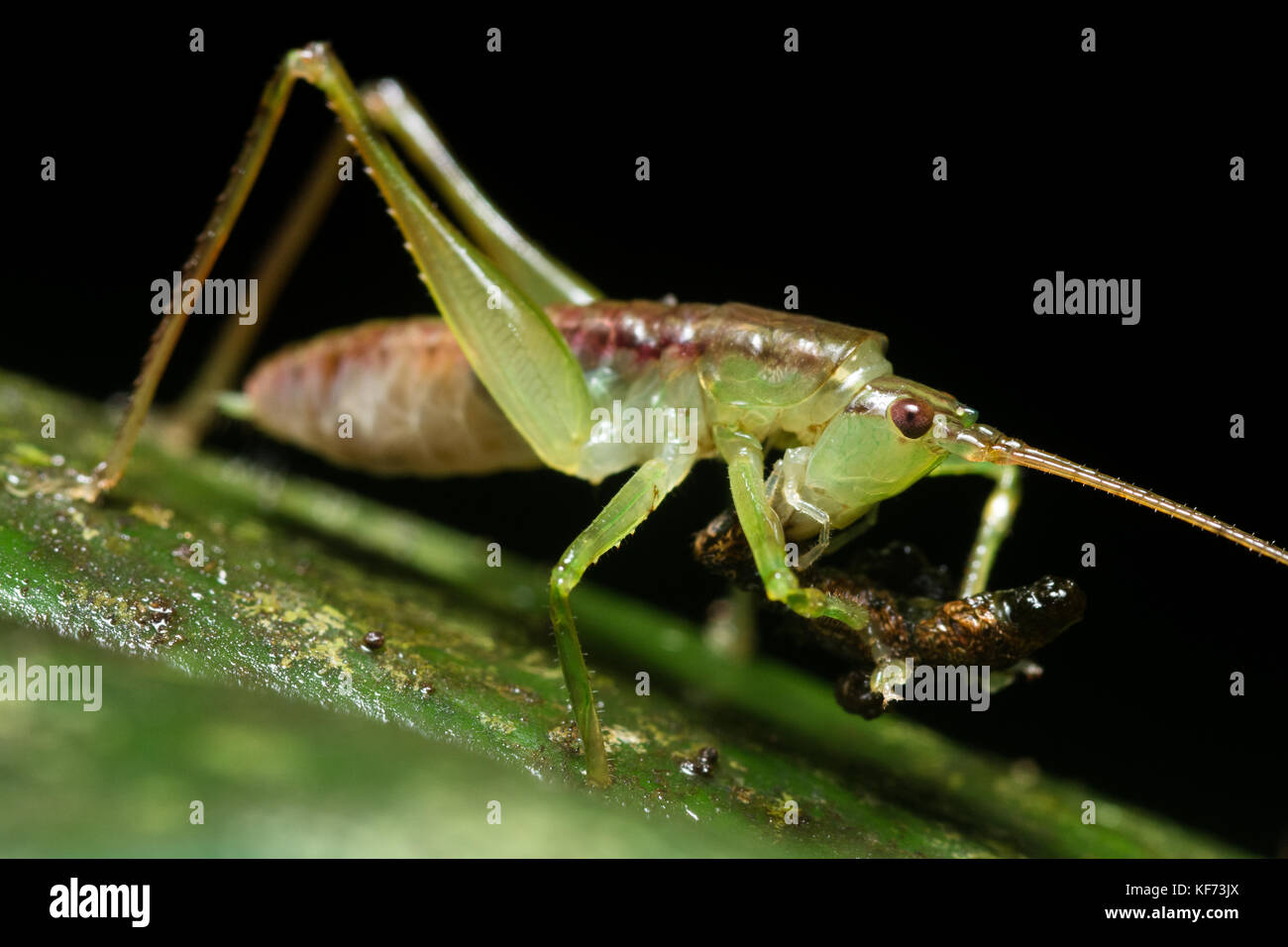 A katydid feeding on what looks like a caterpillar in the jungle of  Malaysia Stock Photo - Alamy