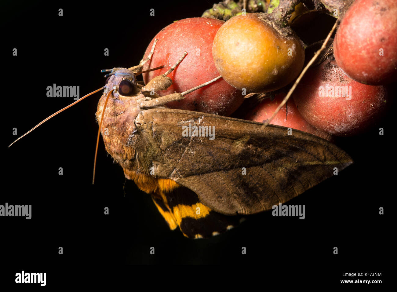 Eudocima hires stock photography and images Alamy