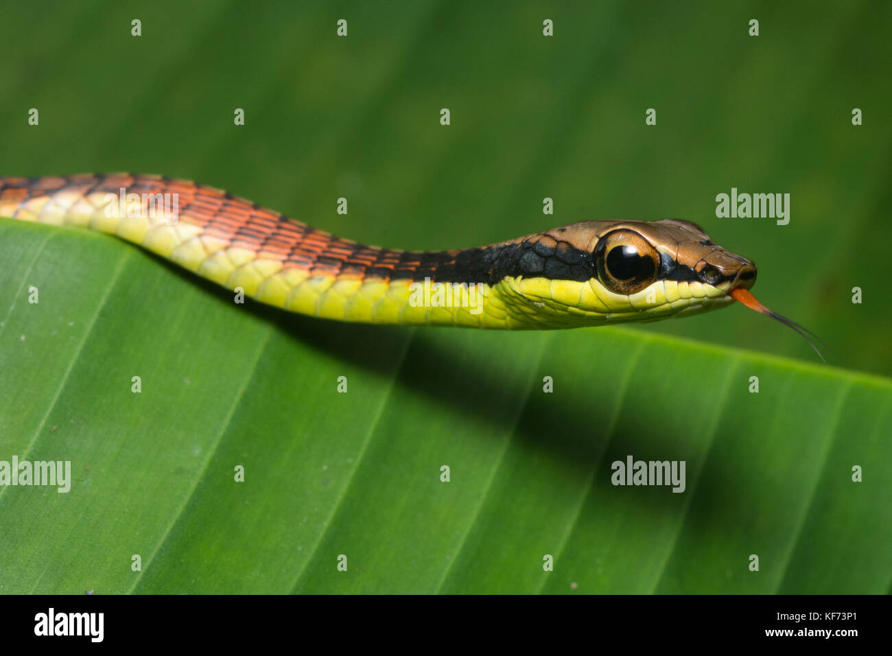 A bronzeback tree snake (Dendrelaphis sp.) resting on a leaf in Borneo. Stock Photo