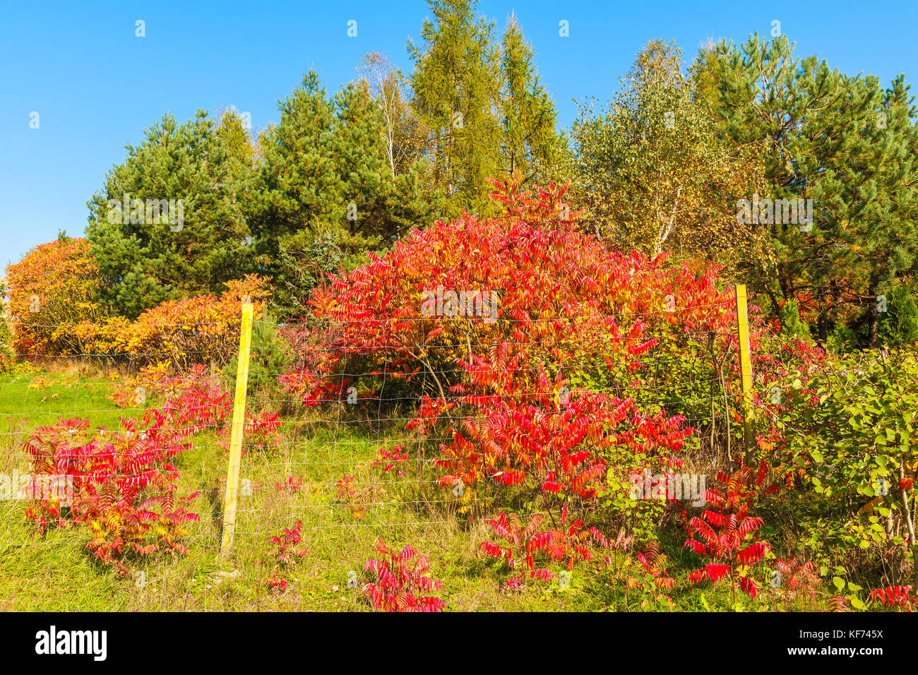 Red color plants on meadow in autumn season, Poland Stock Photo - Alamy
