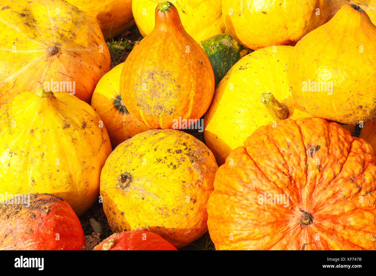 Closeup of many yellow and red pumpkins Stock Photo
