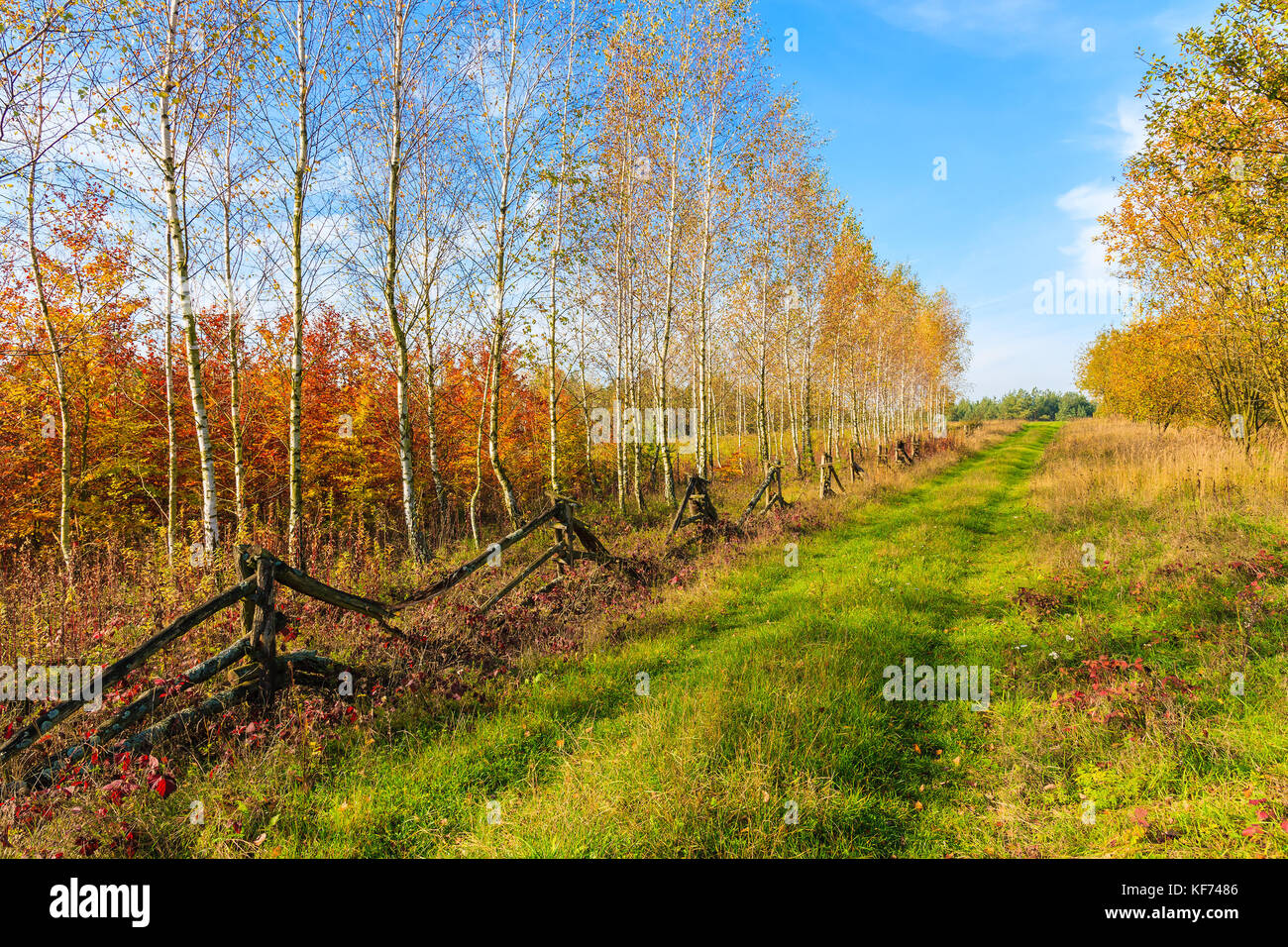 Old wooden fence and colorful birch trees along rural road in autumn season, Poland Stock Photo