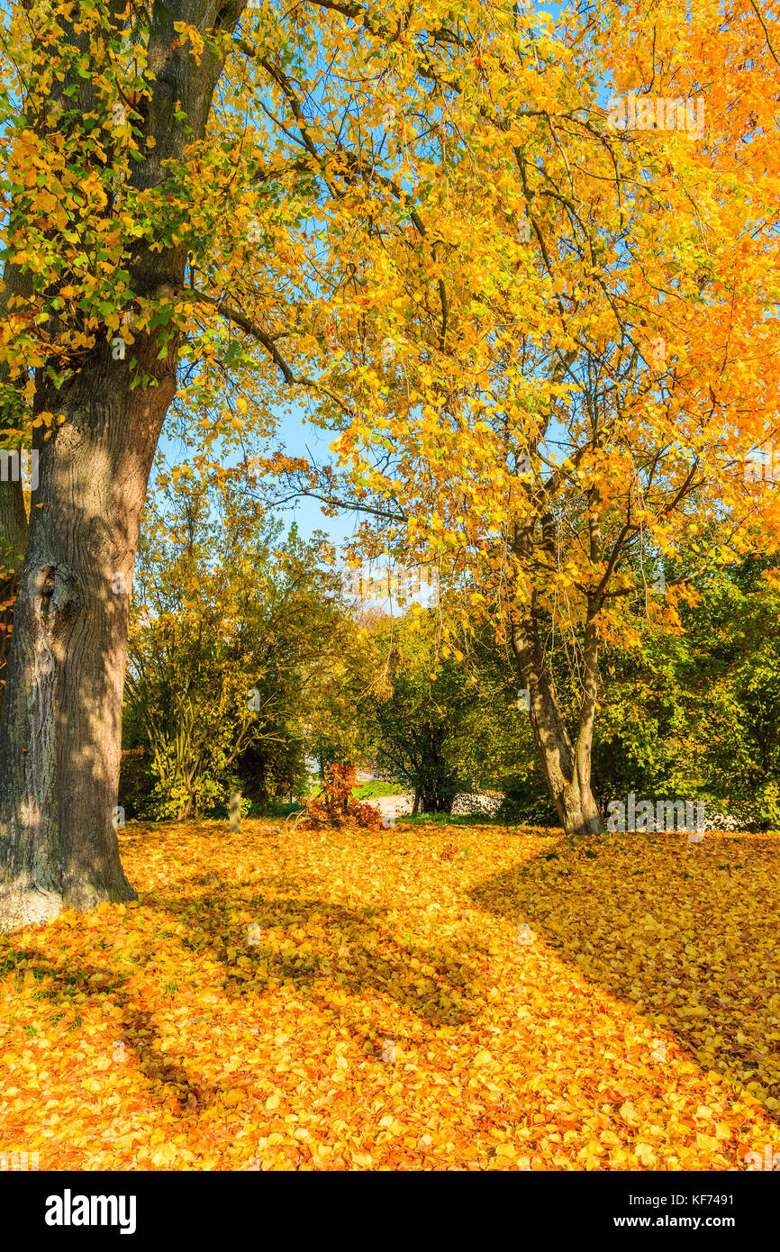 Trees with yellow color leaves in park in autumn season, Poland Stock ...