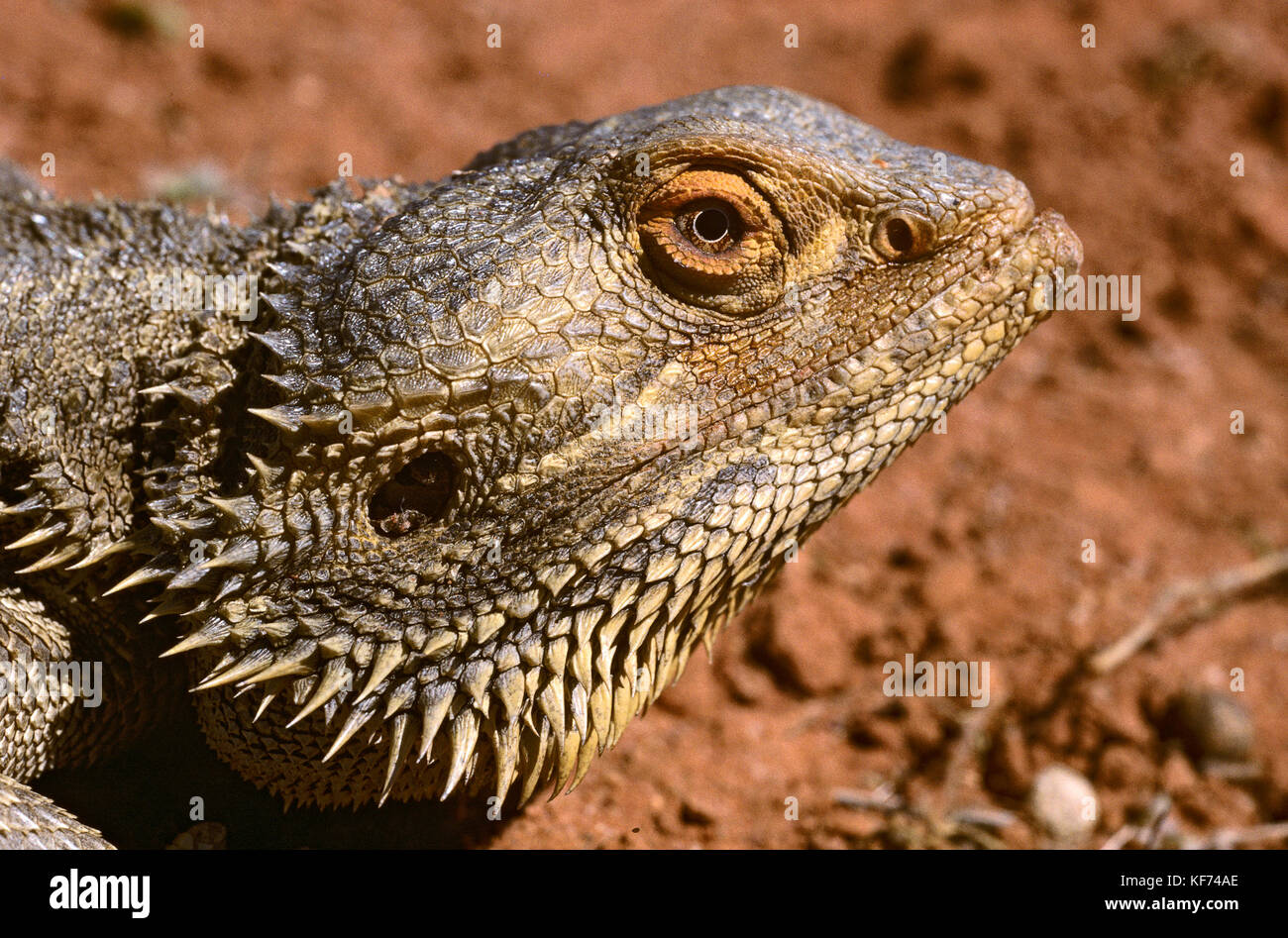 Eastern bearded dragon (Pogona barbata), head. Western New South Wales, Australia Stock Photo