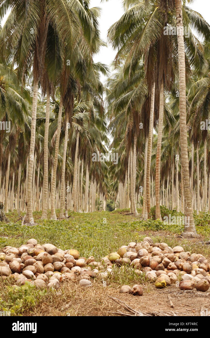 Dried coconut leaves hires stock photography and images Alamy