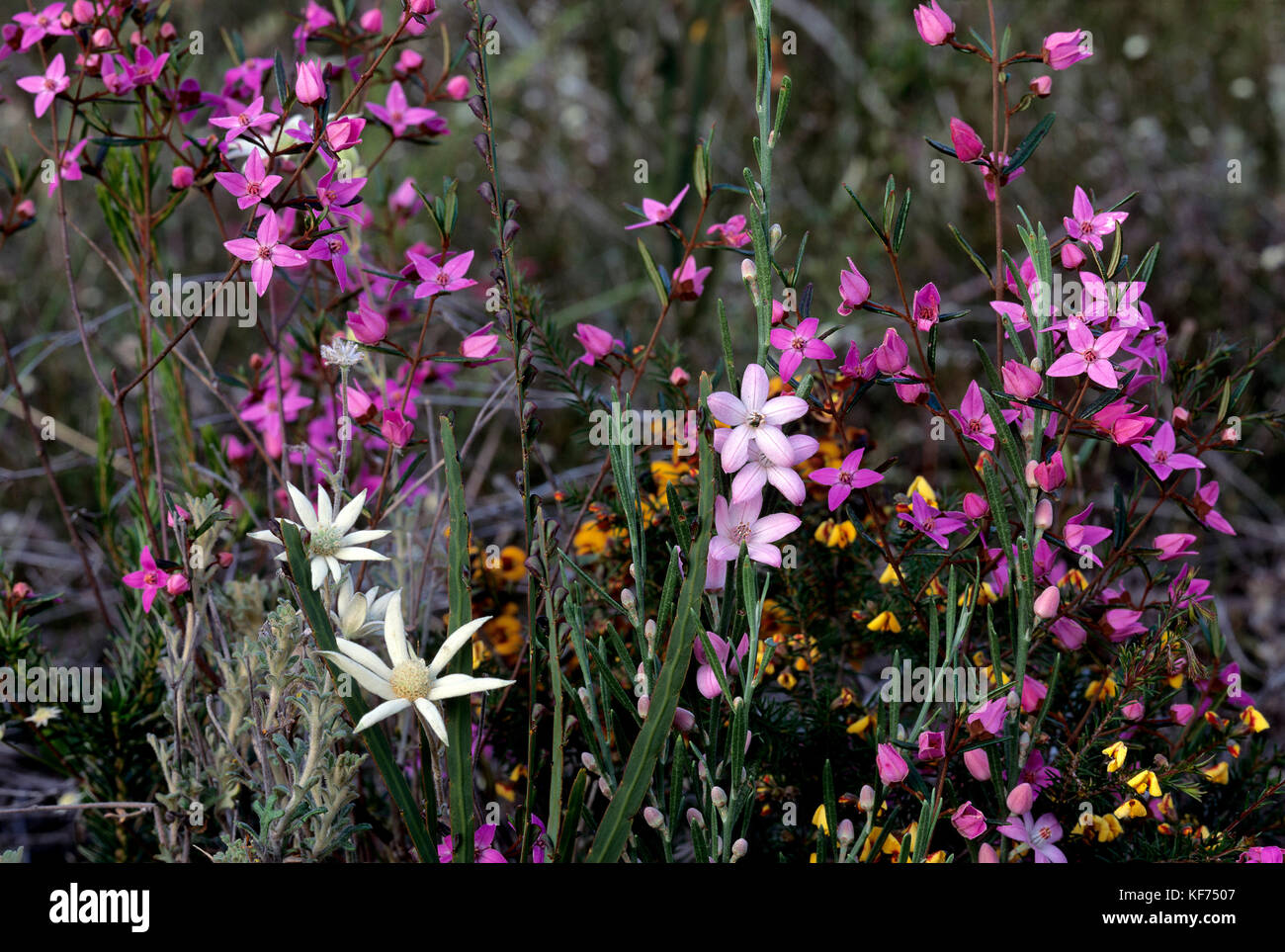 Showy boronia (Boronia ledifolia), with Waxflower (Eriostemon australasius) and Flannel flower (Actinotus helianthi), spring flowers. Ku-ring-gai Chas Stock Photo