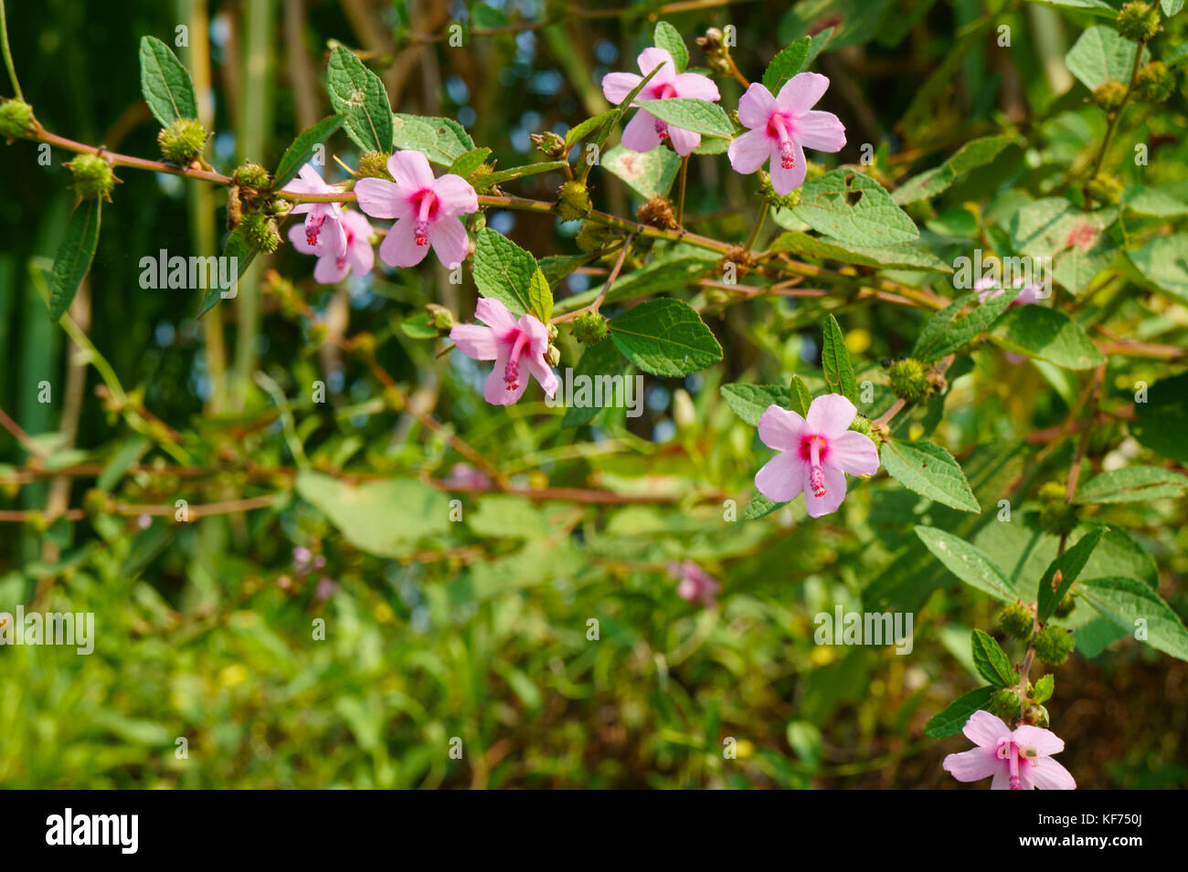 Beautiful flowers of the countryside. Urena lobata Stock Photo