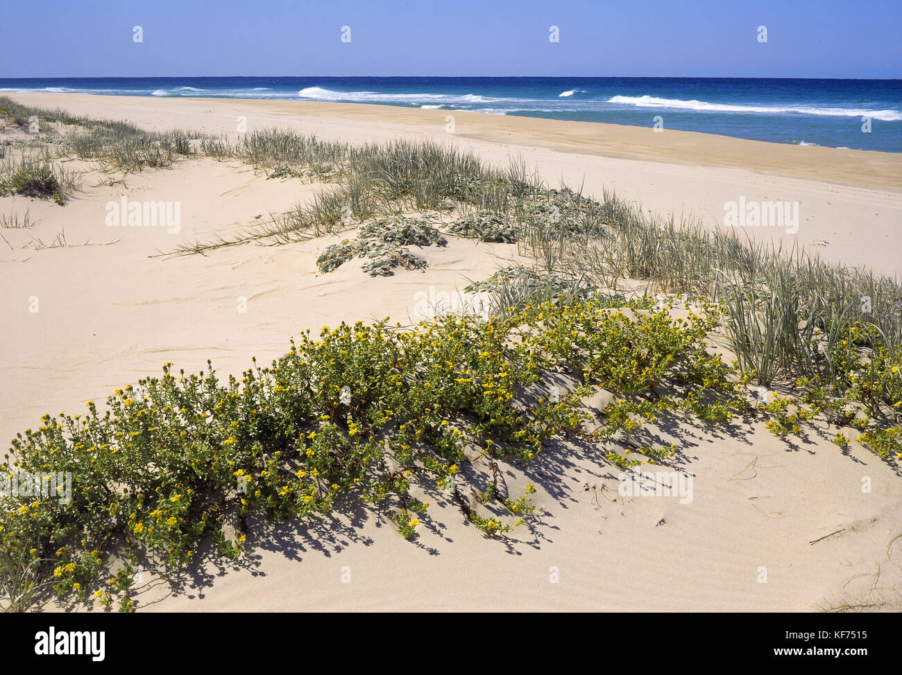 Mungo Beach with Coastal fireweed (Senecio anacampserotis), Beach spinifex (Spinifex sericeus) and Beach daisy (Arctotheca populifolia). Myall Lakes N Stock Photo