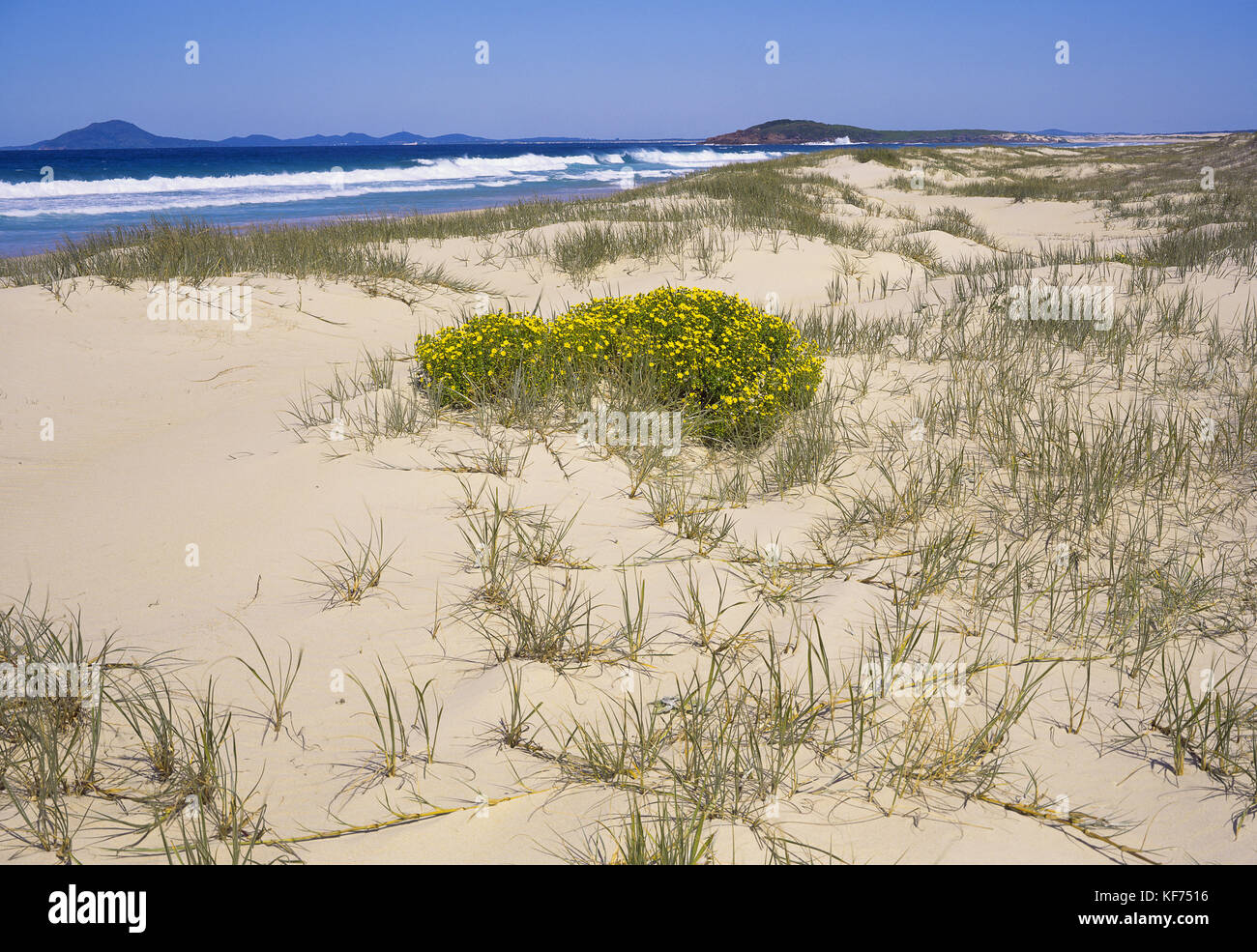 Mungo Beach with Broughton Island in the background, and Beach spinifex (Spinifex sericeus) and Beach daisy (Arctotheca populifolia). Myall Lakes Nati Stock Photo