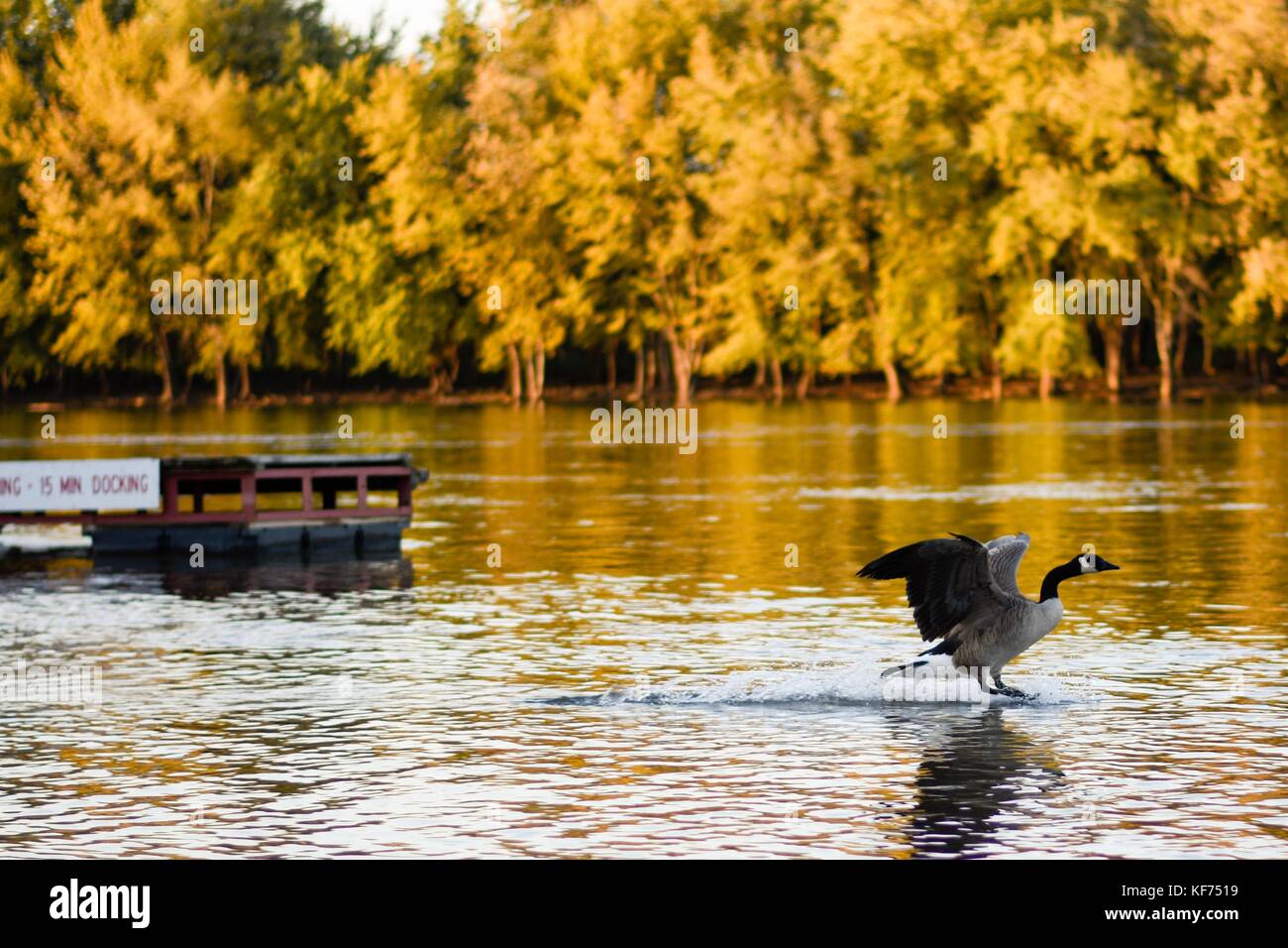Goose landing on water Stock Photo