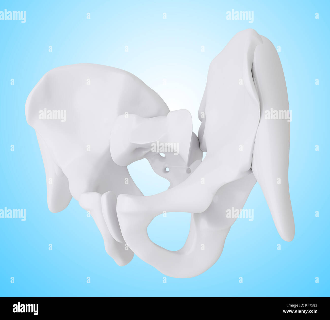 3d renderer illustration. Hip bone, anatomy concept Stock Photo