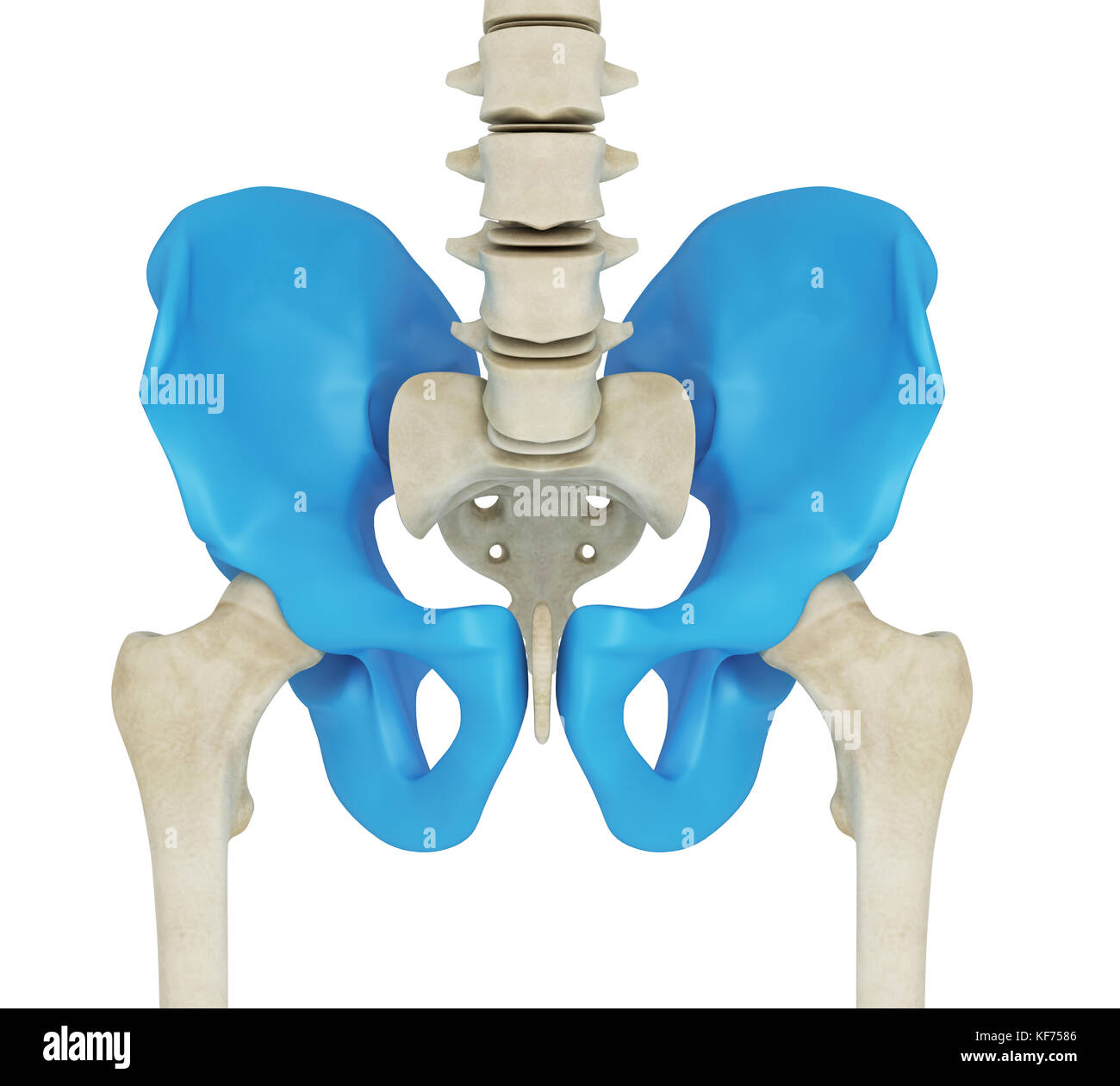 3d renderer illustration. Hip bone, anatomy concept. Isolated white background Stock Photo