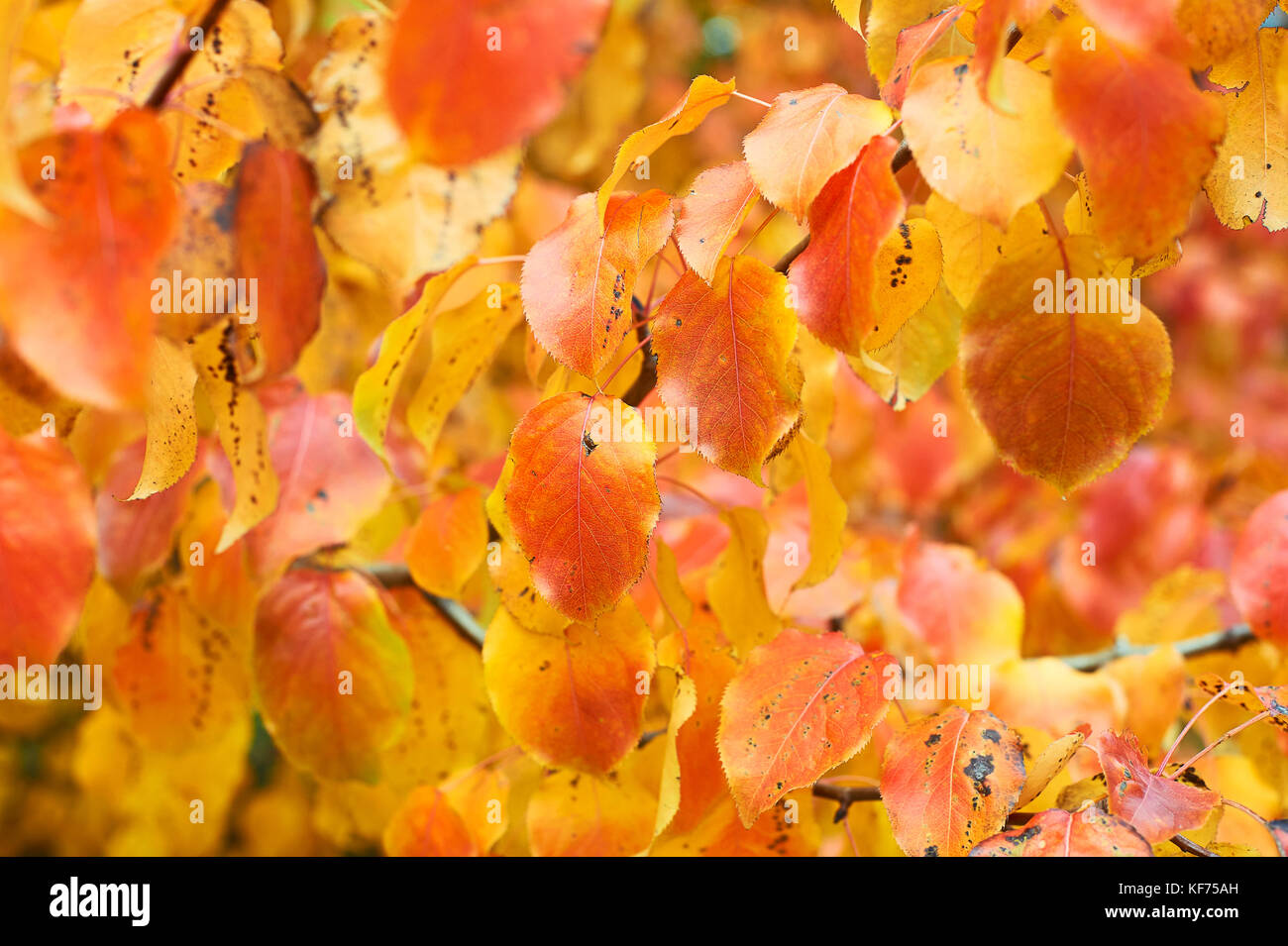 Gold and red fall leaves textured background Stock Photo - Alamy