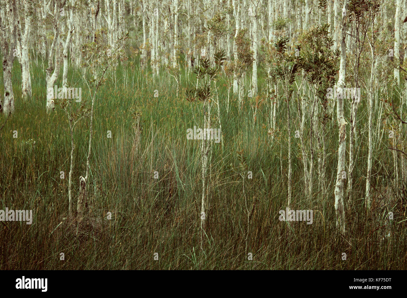 Broad-leaved paperbark (Melaleuca quinquenervia), in swamp habitat. Myall Lakes National Park, New South Wales, Australia Stock Photo