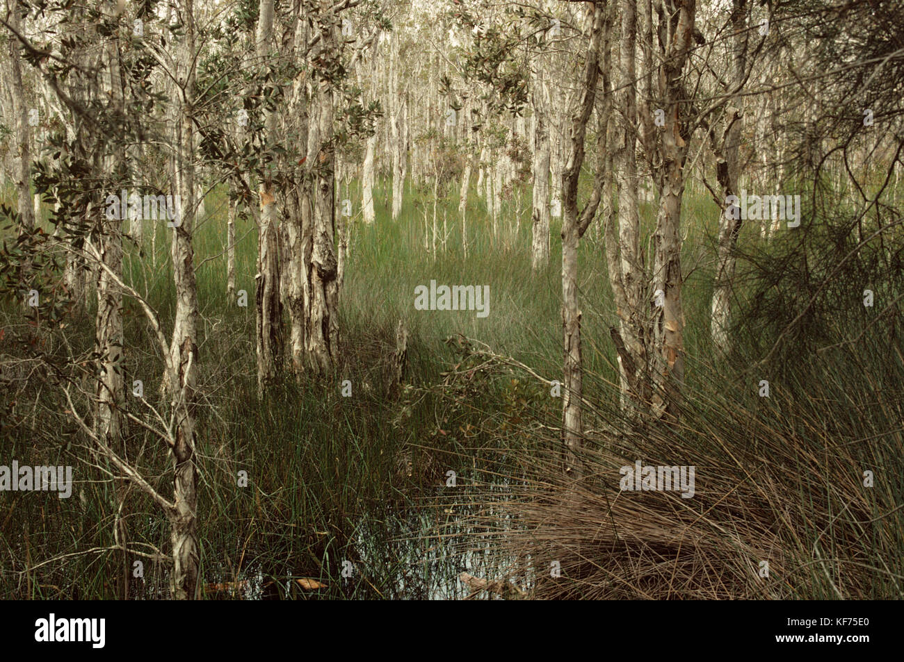 Swamp habitat (Melaleuca quinquenervia), Myall Lakes National Park, New South Wales, Australia Stock Photo