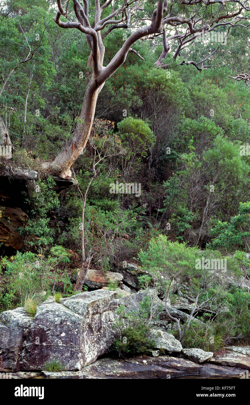 Karloo Creek, typical Sydney sandstone woodland. Royal National Park, New South Wales, Australia Stock Photo