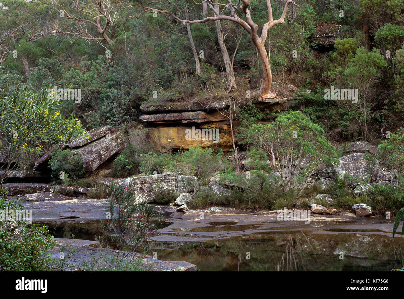 Karloo Creek and typical Sydney sandstone woodland, Royal National Park, New South Wales, Australia Stock Photo