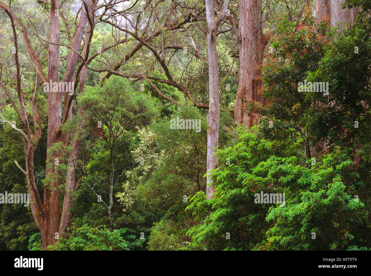 Tall open eucalypt forest with rainforest understorey. Macquarie Pass National Park, New South Wales, Australia Stock Photo