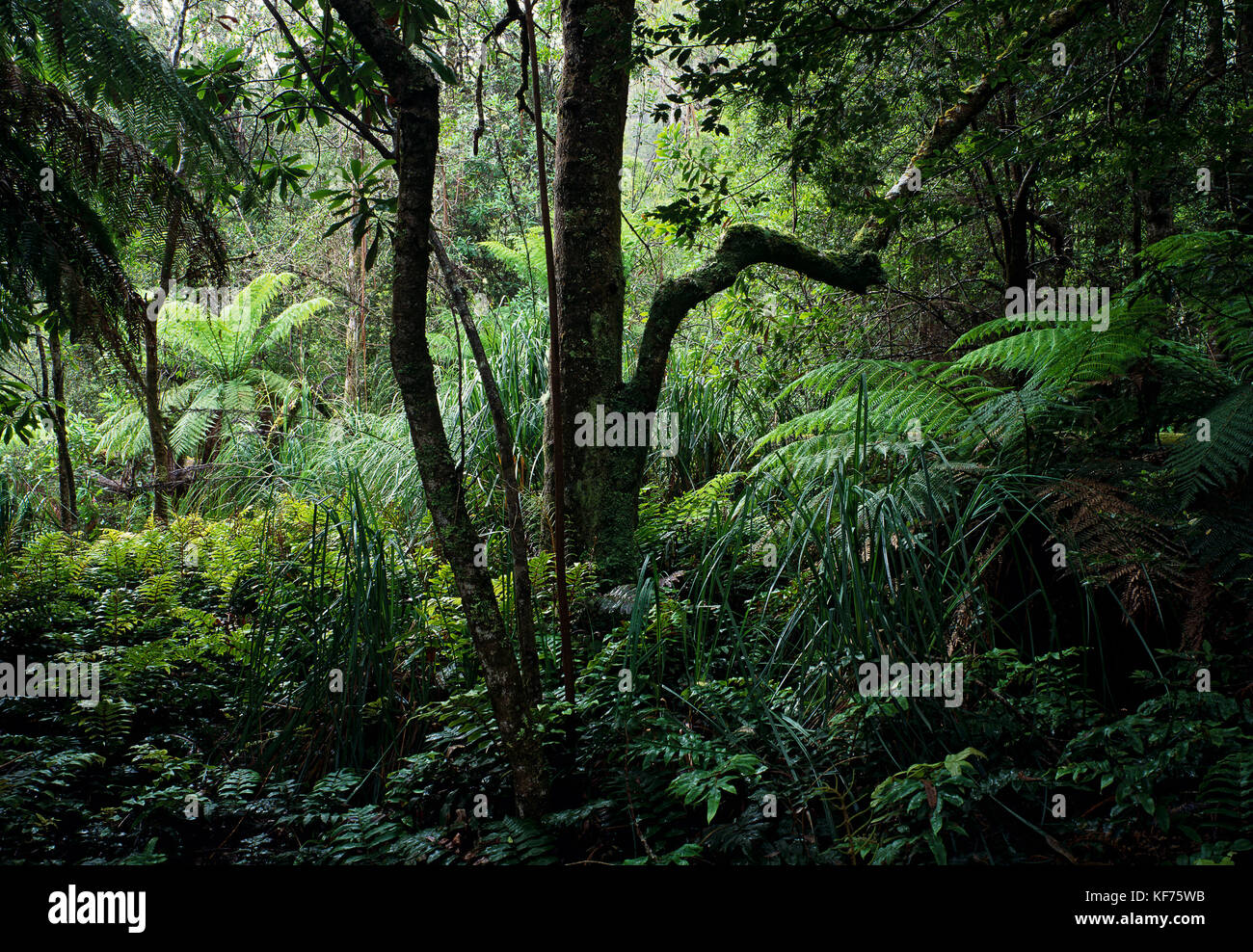 Edge of cool temperate rainforest. Because of a gap in the canopy the