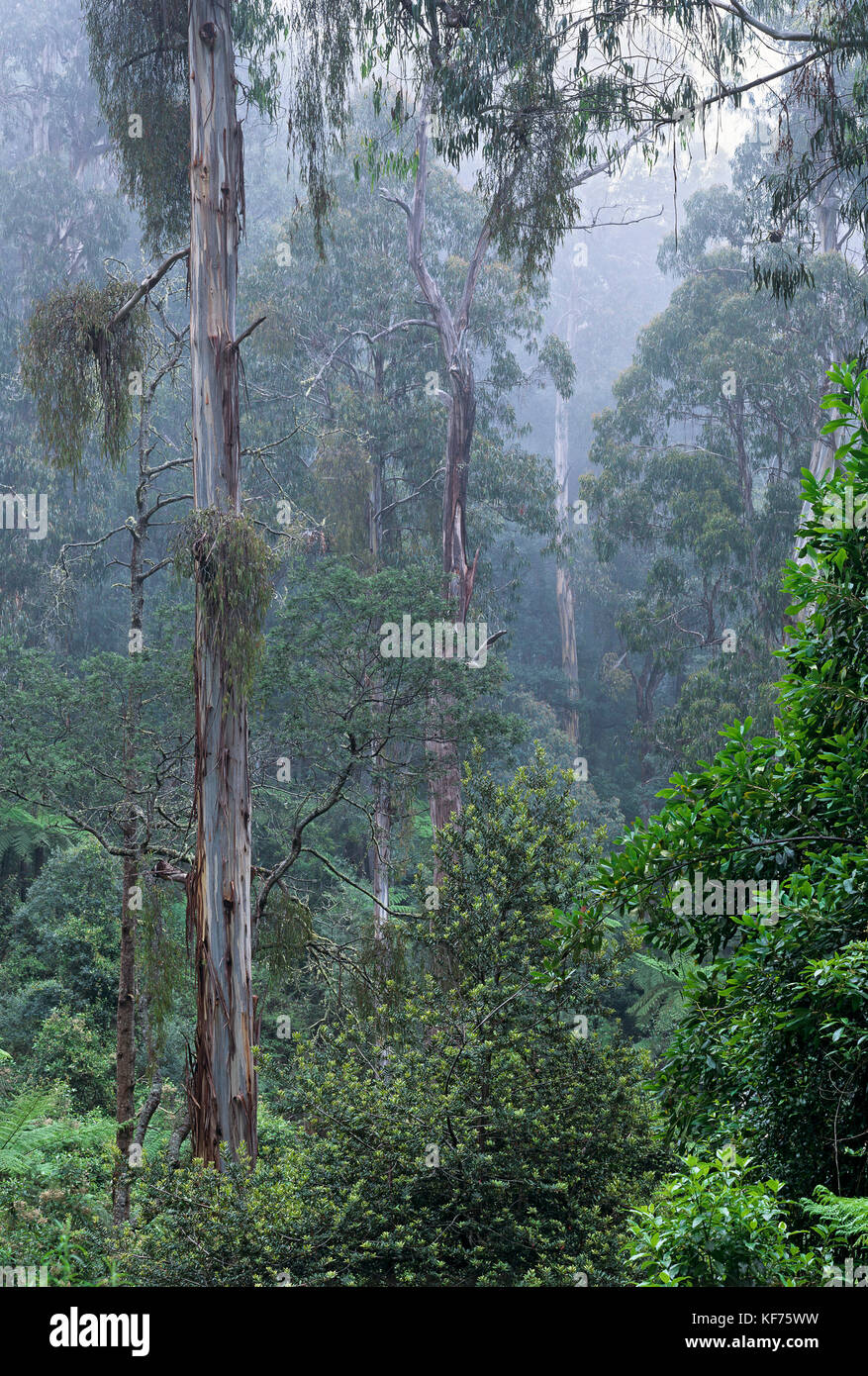 Mist-shrouded tall open eucalyptus forest, with rainforest understorey; wet sclerophyll forest. Errinundra National Park, East Gippsland, Victoria, Au Stock Photo