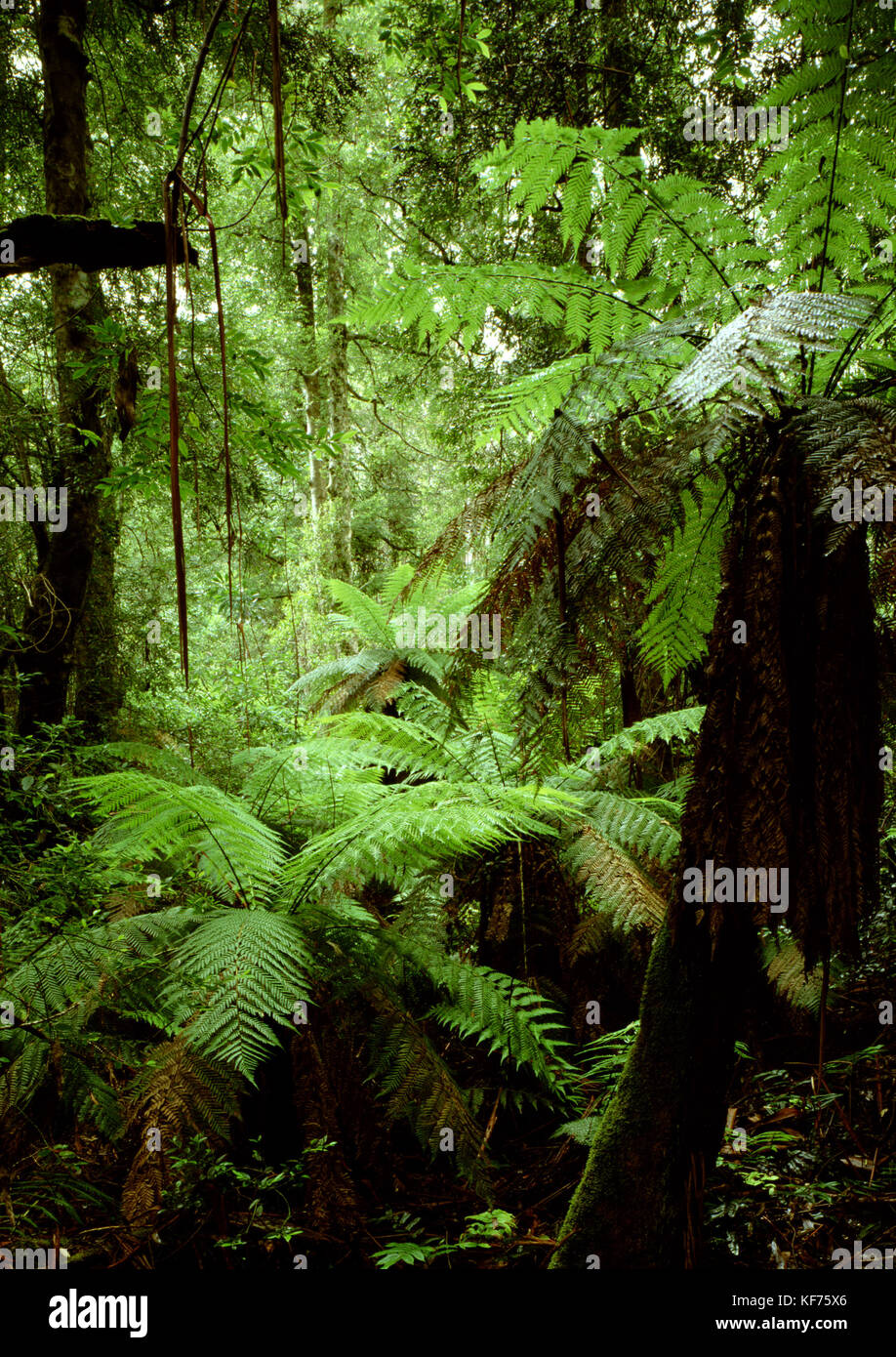 Soft tree ferns (Dicksonia antarctica), growing in wet sclerophyll forest understorey. Errinundra National Park, Victoria, Austrlaia, Australia Stock Photo