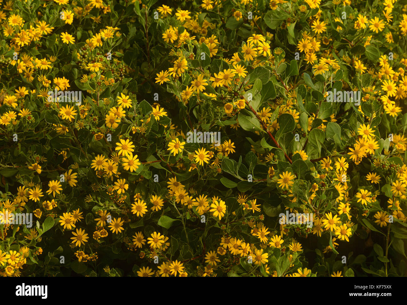 Bitou bush (Chrysanthemoides monilifera rotundata), with mass of bright yellow flowers, an invasive South African species naturalised in Queensland an Stock Photo