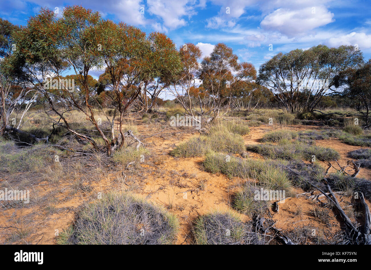 Tussocks of Spinifex (Triodia irritans), on mallee dunes, and Narrow-leaved red mallee (Eucalyptus leptophylla). Mungo National Park, far western New  Stock Photo