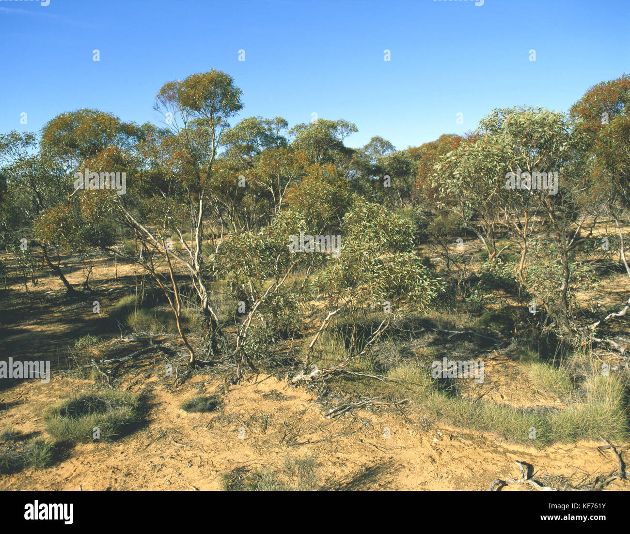 Sand dune mallee, with Narrow-leaved red mallee (Eucalyptus leptophylla) and Red mallee (Eucalyptus socialis). Hattah-Kulkyne National Park, Victoria, Stock Photo