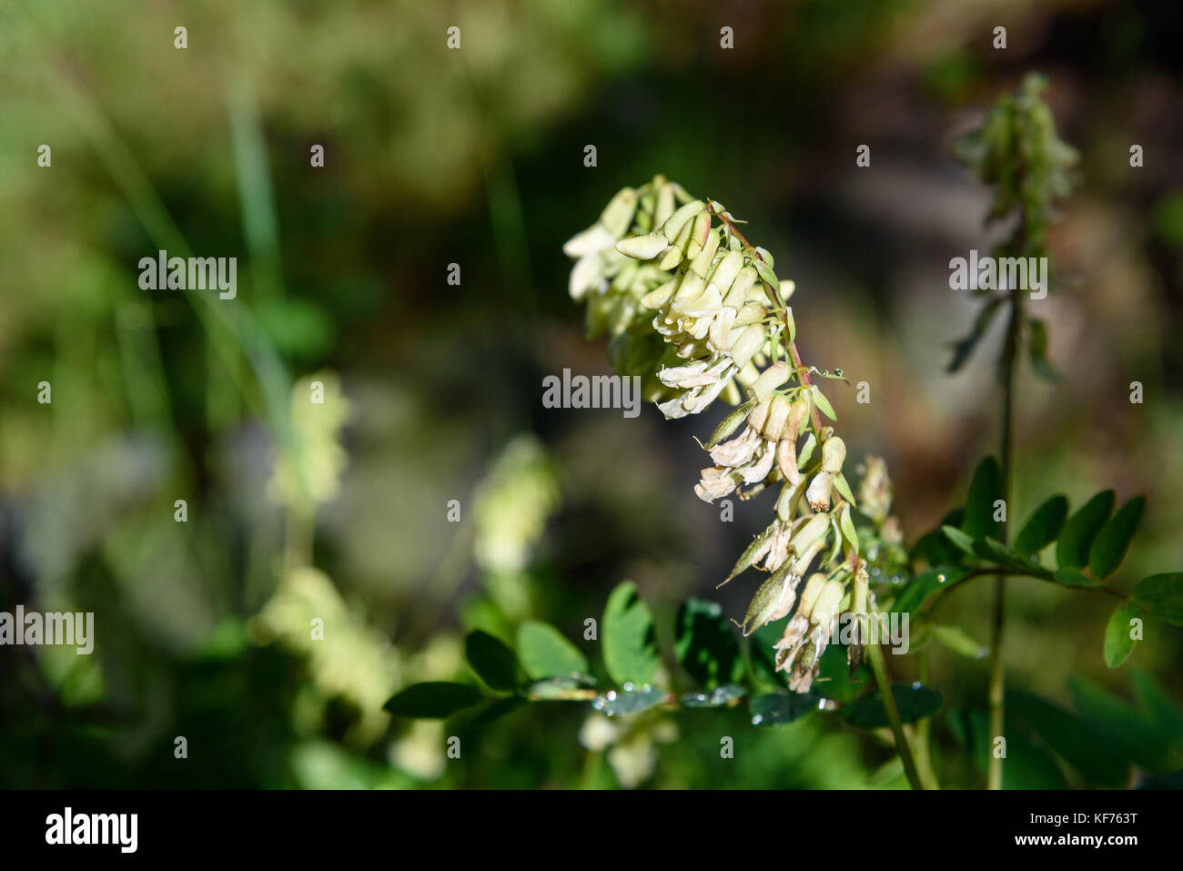 Hedysarum vicioides flowers in Aktru valley. Altai Republic, Siberia. Russia Stock Photo